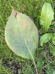 Malus