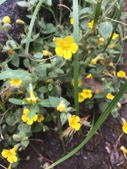 Erythranthe moschata