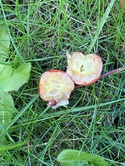 Malus