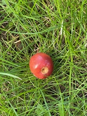 Malus