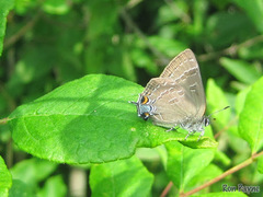Satyrium caryaevorus