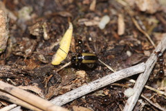 Calomicrus circumfusus