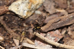 Calomicrus circumfusus