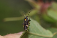 Capsodes flavomarginatus