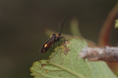 Capsodes flavomarginatus