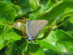 Satyrium caryaevorus