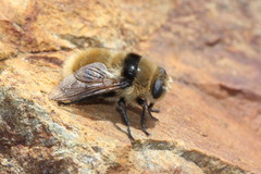 Cephenemyia stimulator