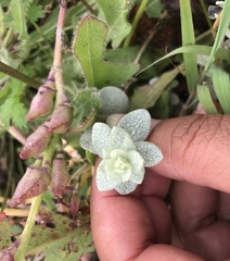 Atriplex leucophylla