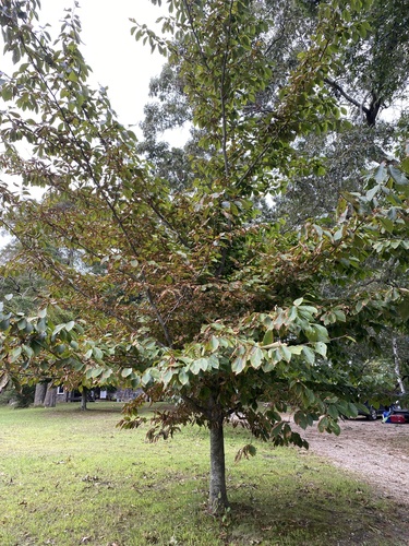 Une autre photo de American beech