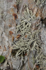 Ramalina siliquosa
