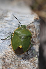 Chlorochroa juniperina