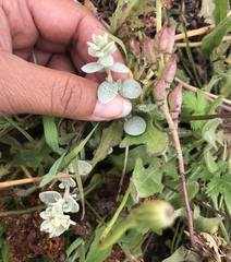Atriplex leucophylla