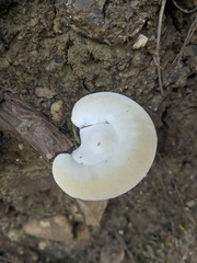 Polyporales