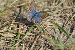 Polyommatus