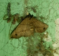 Lepidoptera