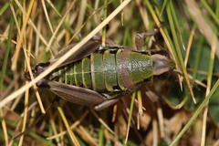 Cophopodisma pyrenaea