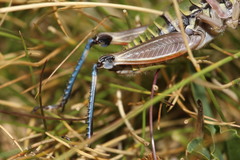Cophopodisma pyrenaea