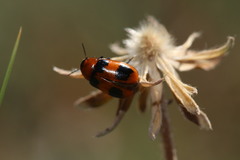 Coptocephala