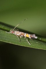 Cosmopterix zieglerella