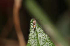 Cosmopterix zieglerella