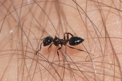 Crematogaster auberti