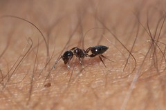 Crematogaster auberti