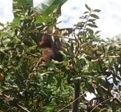 Plecturocebus discolor