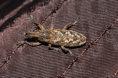 Cyphocleonus testatus