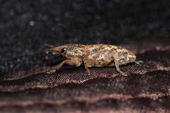Cyphocleonus testatus
