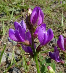 Astragalus davuricus
