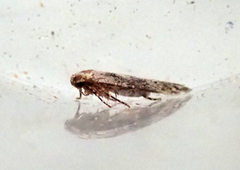 Blastobasis adustella