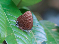 Arhopala athada