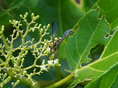 Eustenogaster micans