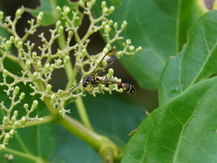 Eustenogaster micans