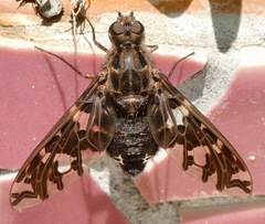 Xenox habrosus