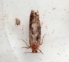 Blastobasis adustella