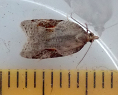 Acleris laterana