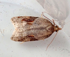 Acleris laterana