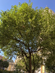 Malus baccata