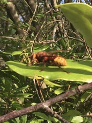 Vespa crabro