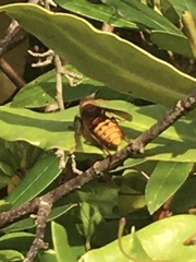 Vespa crabro