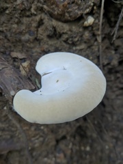 Polyporales