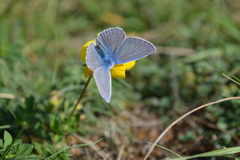 Polyommatus icarus