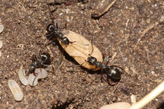 Formica lemani