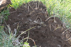 Formica lemani