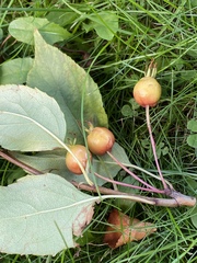 Malus baccata