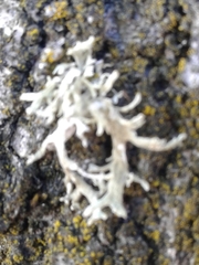 Ramalina fastigiata