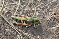 Gomphoceridius brevipennis