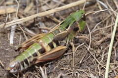 Gomphoceridius brevipennis