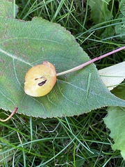 Malus baccata